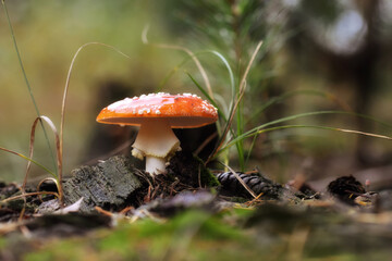 Fliegenpilz 