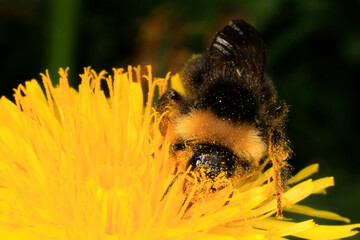 Hummel, Parasitenhummel, Psithyrus vestalis, Insekt.  Thueringen, Deutschland, Europa  --
Bumblebee, parasitic bumblebee, Psithyrus vestalis, insect. Thuringia, Germany, Europe - 