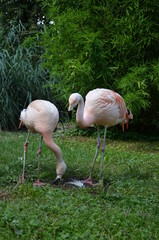 Beautiful group of flamingos with their long necks