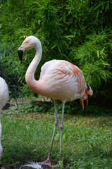 Beautiful group of flamingos with their long necks