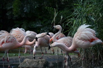 Beautiful group of flamingos with their long necks
