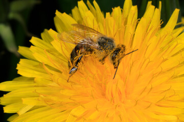 Bluehender Loewenzahn (Dandelion Taraxacum) Wildplanze, Bluetenpflanze, Pflanze, Insektennahrung. Thueringen, Deutzschland, Europa
Blooming Dandelion.  Wild plant, flower plant, Thueringia, Germany,