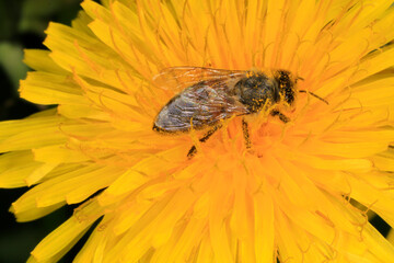 Bluehender Loewenzahn (Dandelion Taraxacum) Wildplanze, Bluetenpflanze, Pflanze, Insektennahrung....