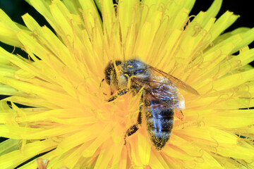 Bluehender Loewenzahn (Dandelion Taraxacum) Wildplanze, Bluetenpflanze, Pflanze, Insektennahrung. Thueringen, Deutzschland, Europa
Blooming Dandelion.  Wild plant, flower plant, Thueringia, Germany,