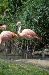Obraz premium Beautiful group of flamingos with their long necks