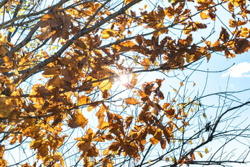 Dry grass and tree Mysterious setting