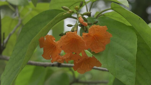 Orange flowers with green leaf. Shoot with HLG 25 FPS
flower, orange, green, leaf, insect, swarm, pester, limb, stalk, wind, plant, tree, woods, arbor, Suan Luang Rama IX