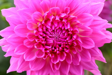 綺麗に咲いているダリア