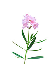 Nature pink nerium oleander flower with green leaf and stalk isolated on white background , clipping path