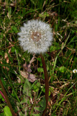 Verbluehter Loewenzahn (Dandelion Taraxacum) verbreitet Samen durch Wind, Thueringen, Deutschland, Europa  --  Faded Loewenzahn (Dandelion taraxacum) spreads seeds by wind, Thuringia, Germany, Europe 