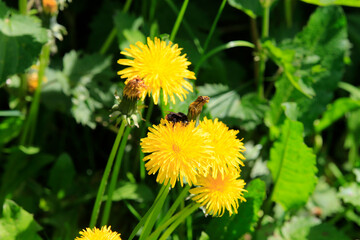 Bluehender Loewenzahn (Dandelion Taraxacum) Wildplanze, Bluetenpflanze, Pflanze, Insektennahrung. Thueringen, Deutzschland, Europa
Blooming Dandelion.  Wild plant, flower plant, Thueringia, Germany,