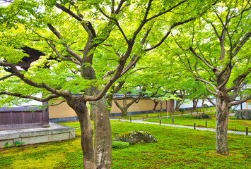 Fototapeta na wymiar 京都、大徳寺黄梅院の庭園