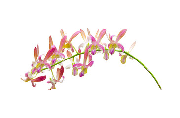 Orchids dendrobium  flowers branch isolated on white background , clipping path
