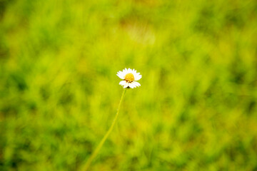 single white daisy. Flower in the garden. 
