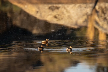Ducklings swimming in the Barruecos Natural Area.