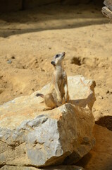 Portrait of Meerkat Suricata suricatta in Frankfurt zoo