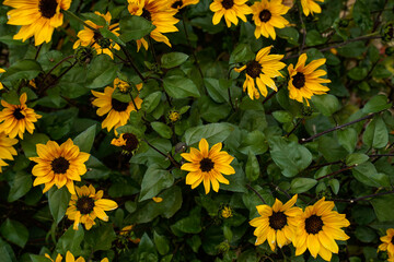 Small sunflower bush with many blooms.