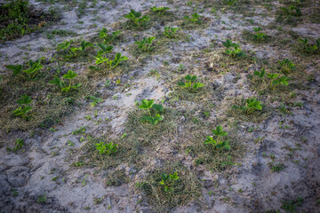 Strawberries mulching with grass in sandy soil at sunset.
