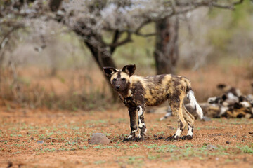 The African wild dog, African hunting dog, or African painted dog (Lycaon pictus), adult alpha female sneaks up to prey with the rest of the pack in the background. Wild dog in a dry bushy landscape. - obrazy, fototapety, plakaty