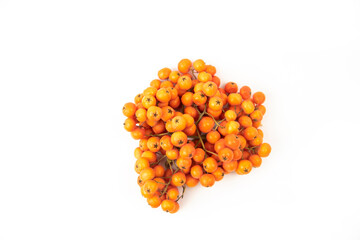 rowan berries isolated on white background