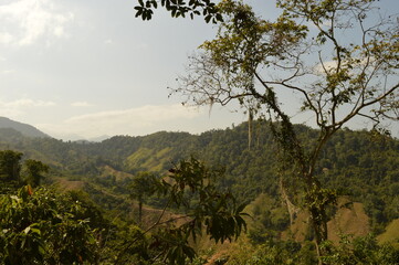 Fototapeta na wymiar Hiking to Ciudad Perdida (The Lost City) in Colombias jungle and mountains of Sierre Nevada de Santa Marta 