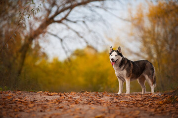 siberian husky in the woods