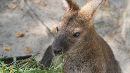 The red-necked wallaby eats grass. Bennett's wallaby. Macropus rufogriseus. © zelwanka