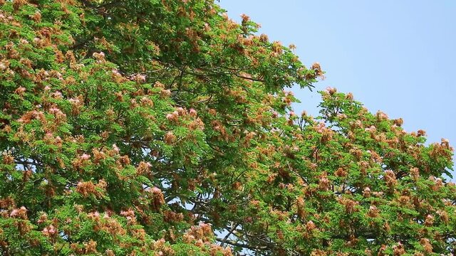 Raintree has pink flowers full blooming and blue sky background in autumn season