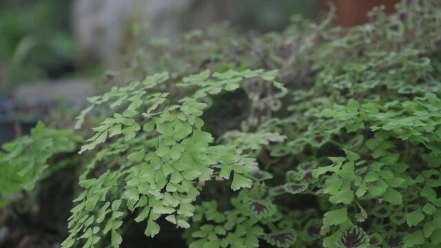Adiantum live together in a large bush. Shoot with HLG 25 FPS. Panning Right
