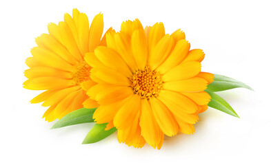 Two calendula blossoms (marigold flowers) isolated on white background