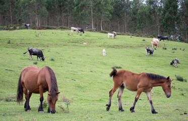 A herd of farm animals ( horses, cows, veals) at a hill of Cantabria, Spain
