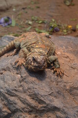 lizard at the zoo, Frankfurt am Main(Germany)
