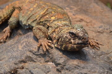 lizard at the zoo, Frankfurt am Main(Germany)