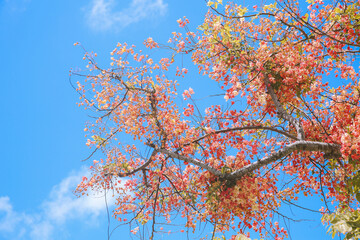 Rainbow shower tree, Honolulu, Oahu, Hawaii