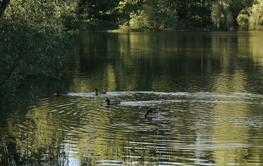 Naklejka na ściany i meble ducks on the lake