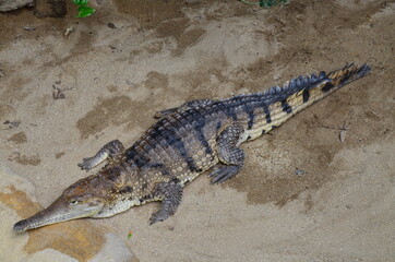 Close up of crocodile in the zoo