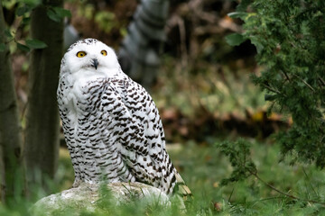Schnee-Eule (Bubo scandiacus) sitzt auf einem Stein im Grass