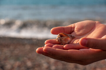 Sea ​​shell