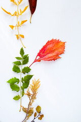 Naklejka na ściany i meble Autumn and fall colorful leaves on the white background, copy space