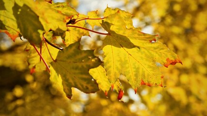 Naklejka na ściany i meble Autumn leaves. Natural seasonal colored background. Colorful foliage in the park.