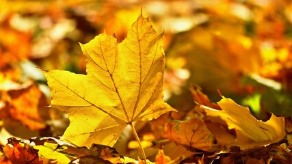 Fototapeta na wymiar Autumn. Beautiful colorful leaves on trees in autumn time. Natural seasonal color background.
