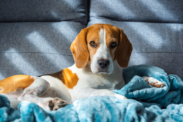 Beagle dog tired sleeps on a cozy sofa in bright room