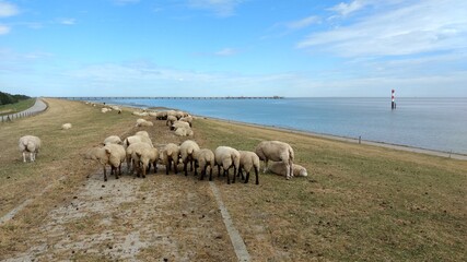 sheep on the coast of north sea in Germany