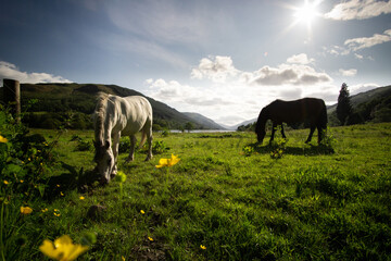 Horses feeding on grass at Loch Voil Scotland on beautiful sunny day