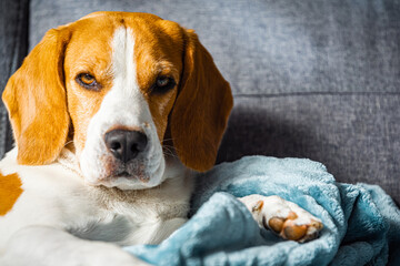 Beagle dog tired sleeps on a cozy sofa in bright room