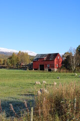 Fototapeta premium Lovely Barn with Sheep in Northern Norway 