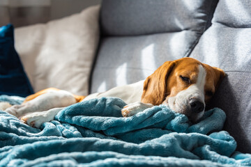 Beagle dog tired sleeps on a cozy sofa in bright room