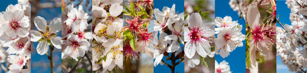 Flores de almendro en primavera - obrazy, fototapety, plakaty