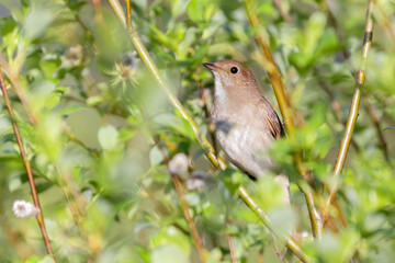 Common nightingale