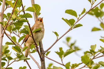 Common nightingale